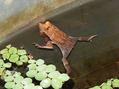 Rhinella proboscidea