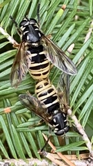 Temnostoma excentrica
