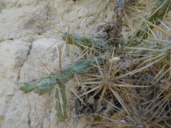 Cylindropuntia davisii