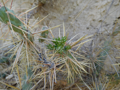 Cylindropuntia davisii
