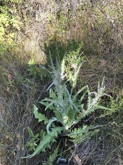 Cirsium douglasii