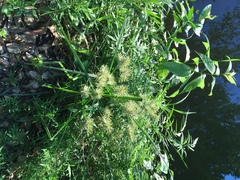 Cyperus echinatus