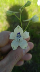 Delphinium pavonaceum