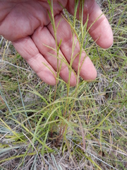 Dysodiopsis tagetoides