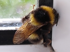 Bombus hortorum