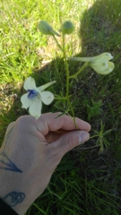 Delphinium pavonaceum