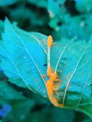 Triphragmium ulmariae