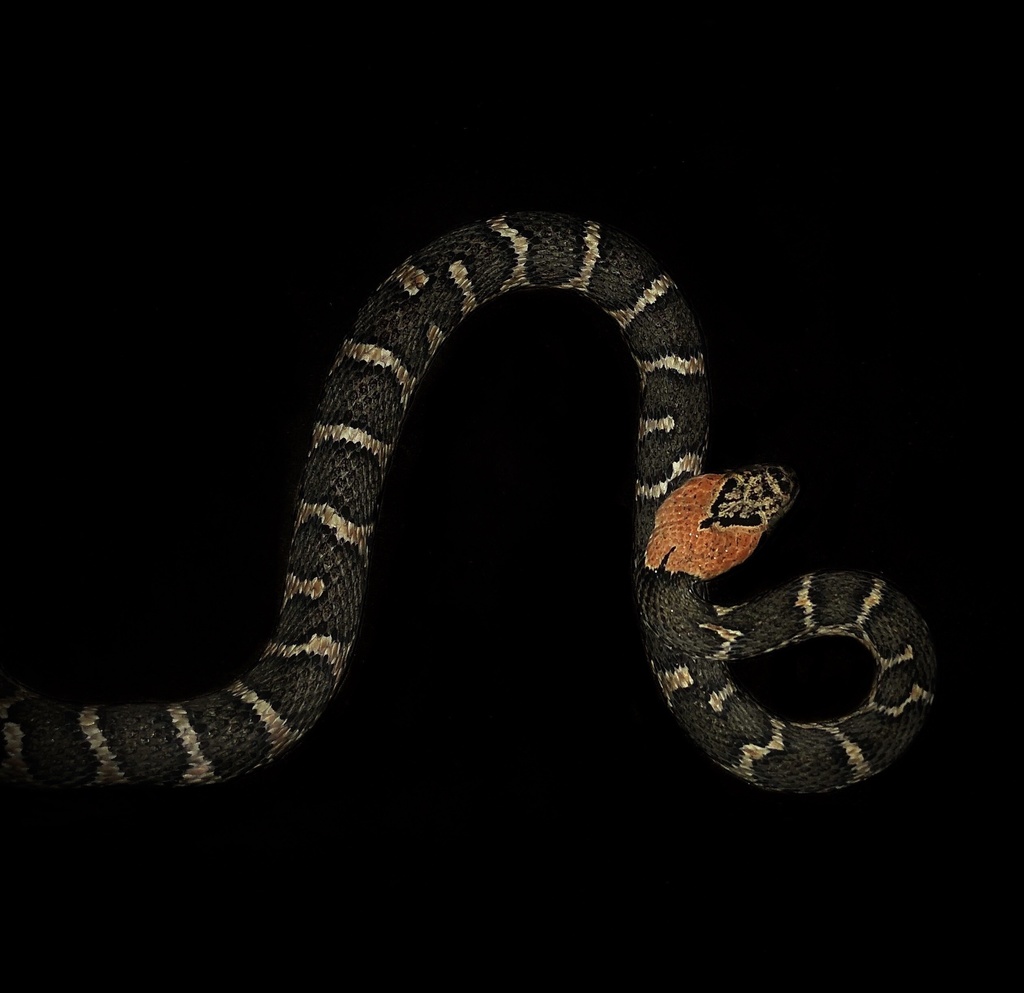 Uribe's False Cat-Eyed Snake