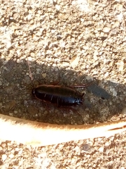 Loboptera canariensis