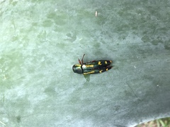 Buprestis rufipes