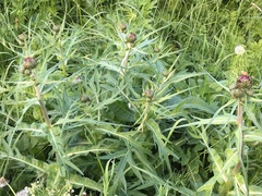 Cirsium heterophyllum
