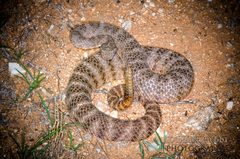 Crotalus tigris
