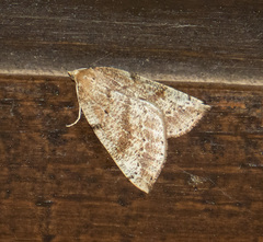 Thallophaga hyperborea