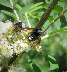 Temnostoma venustum