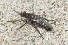 Lasiopogon puyallupi