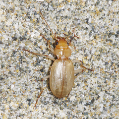 Nebria diversa