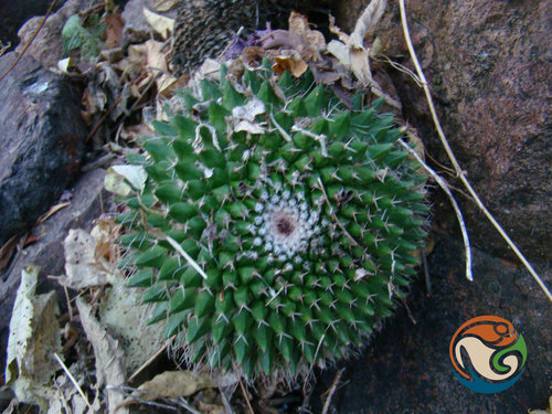 Mammillaria polyedra
