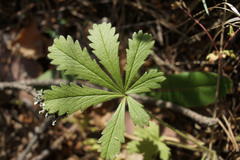Potentilla humifusa