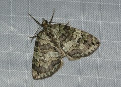 Hydriomena renunciata