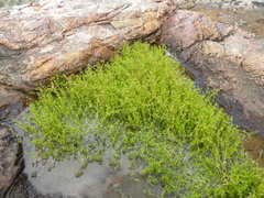 Crassula vaillantii