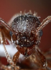 Myrmica detritinodis
