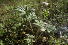 Potentilla humifusa