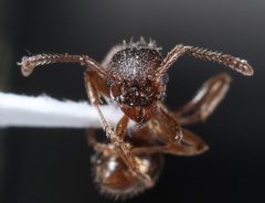 Myrmica detritinodis