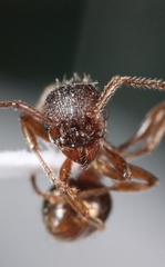 Myrmica detritinodis