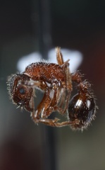 Myrmica detritinodis