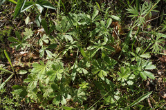 Potentilla humifusa