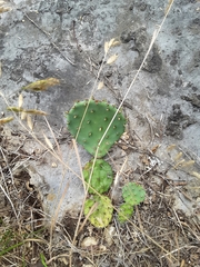 Opuntia cespitosa