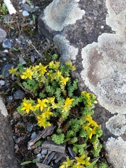 Sedum acre