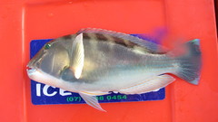 Choerodon cyanodus