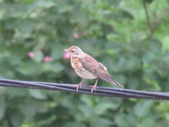 Turdus pilaris