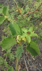 Gonolobus erianthus