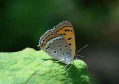 Lycaena panava