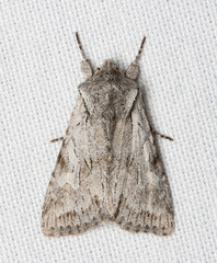 Lacinipolia patalis