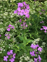 Hesperis matronalis