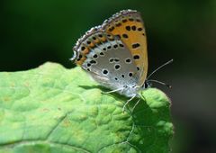 Lycaena panava