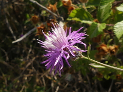 Centaurea tenacissima
