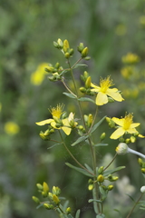 Hypericum elegans