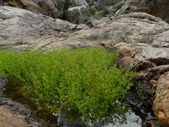 Crassula vaillantii