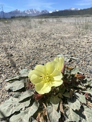 Oenothera xylocarpa