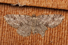 Melanolophia imitata