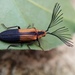 Callirhipid Cedar Beetles - Photo (c) Jesus cortes, some rights reserved (CC BY-NC), uploaded by Jesus cortes