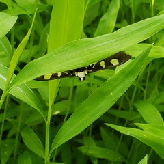 Nomophilini
