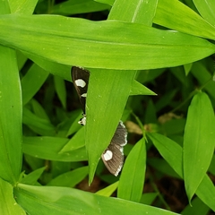 Nomophilini
