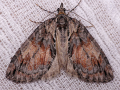 Hydriomena perfracta