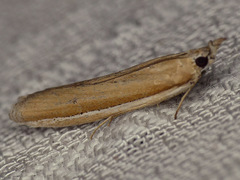 Pima albiplagiatella