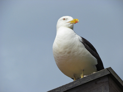 Larus fuscus